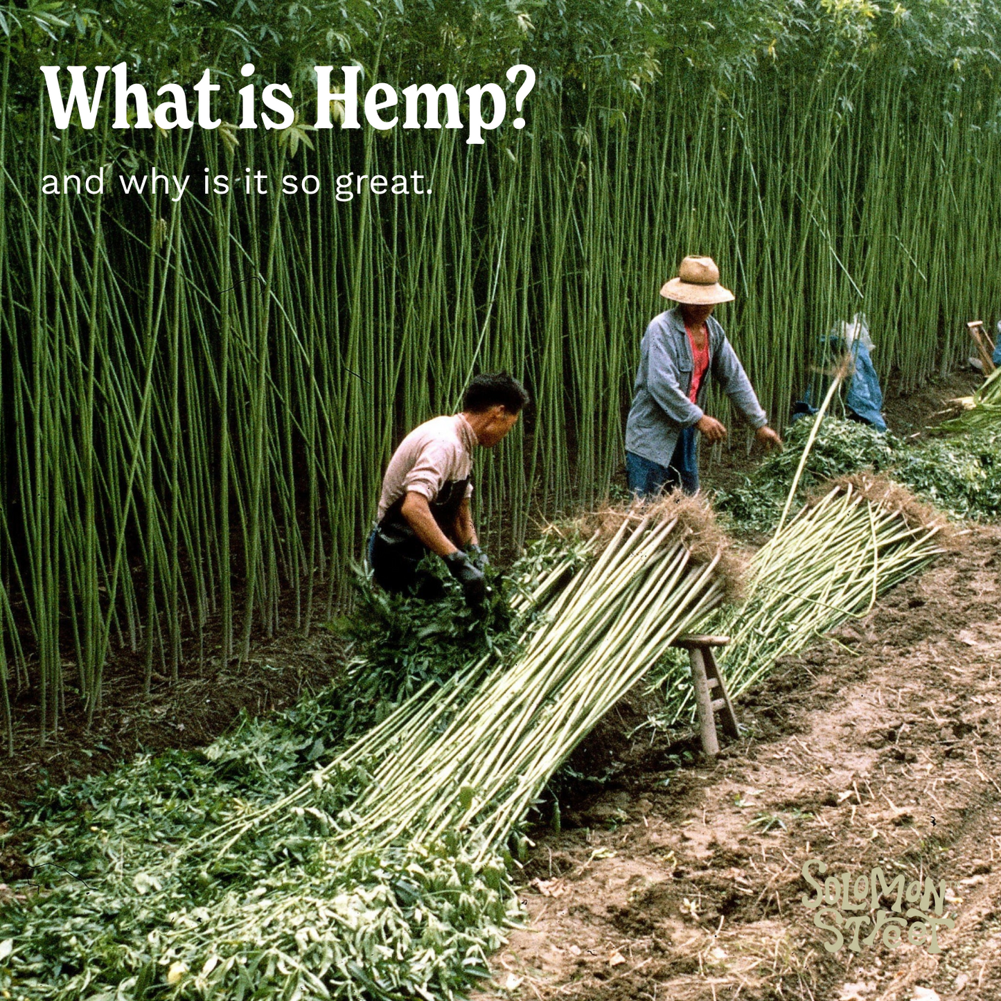 Australian Hemp and what it is | Solomon Street